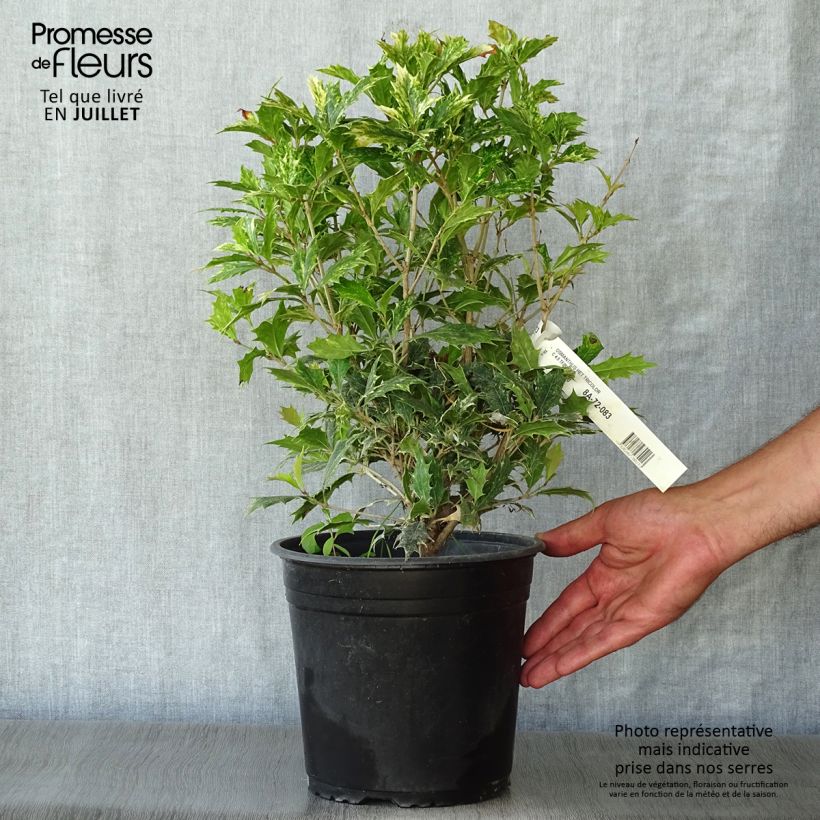 Esemplare di Osmanthus heterophyllus Tricolor - Osmanto Vaso da 4L/5L consegnato in estate
