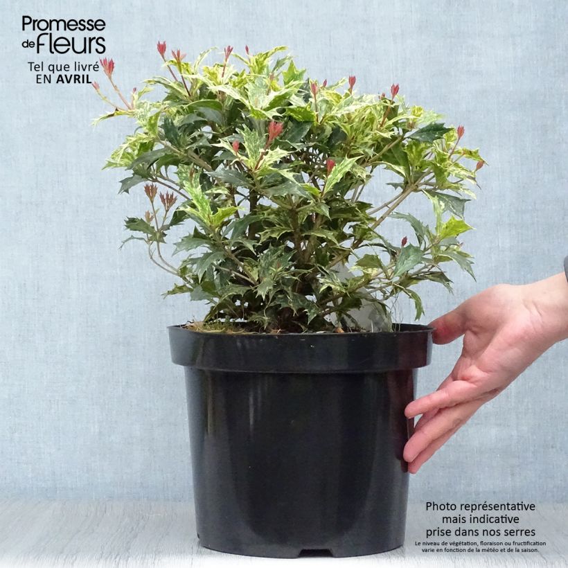 Osmanthus heterophyllus Tricolor - Osmanto Vaso da 4L/5L esemplare consegnato in primavera