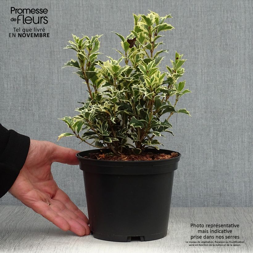 Esemplare di Osmanthus heterophyllus Variegatus - Osmanto Vaso da 2L/3L come consegnato in autunno