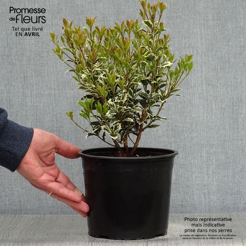 Osmanthus heterophyllus Variegatus - Osmanto Vaso da 2L/3L esemplare consegnato in primavera