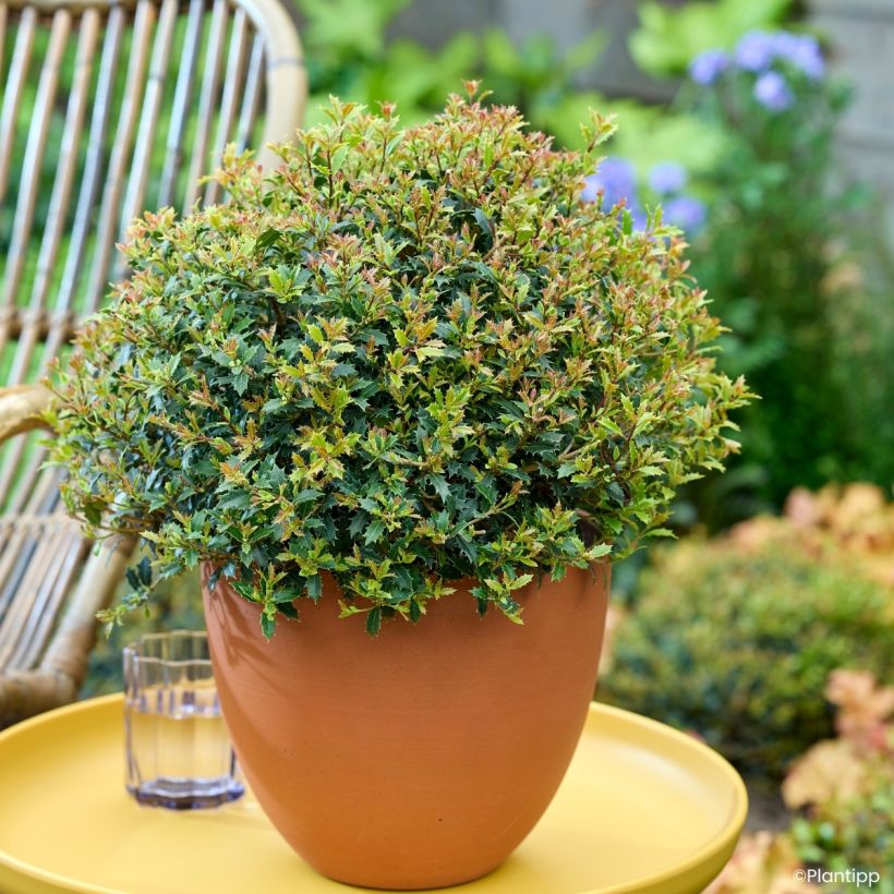 Osmanthus heterophyllus Perfume Party - Osmanto (Porto)