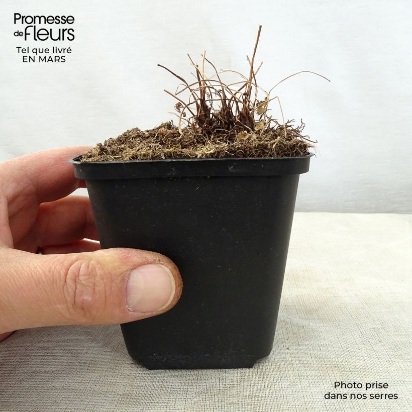 Osmunda japonica Vasetto da 8/9 cm esemplare consegnato in primavera