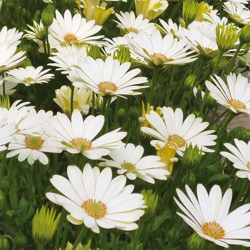 Osteospermum Summersmile Cream (Fioritura)