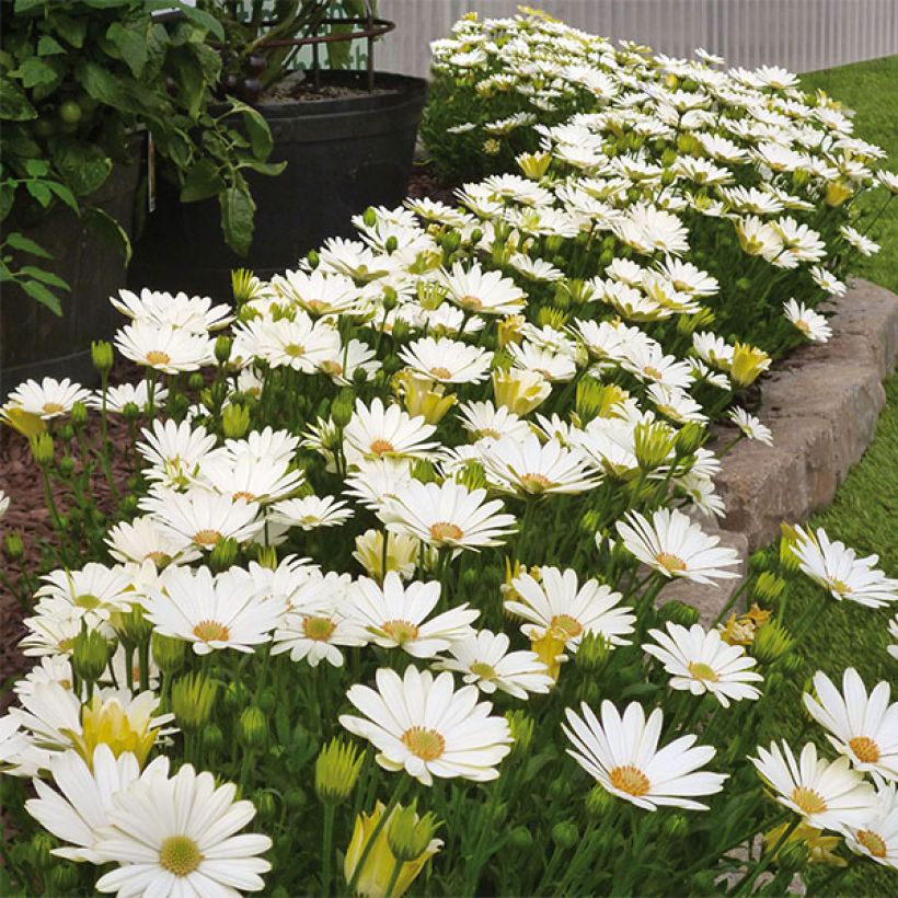 Osteospermum Summersmile Cream (Porto)