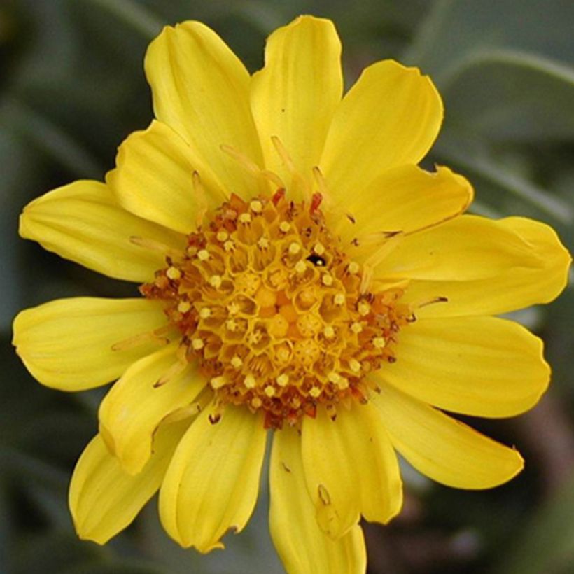 Othonna cheirifolia - Hertia a foglie di violacciocca (Fioritura)