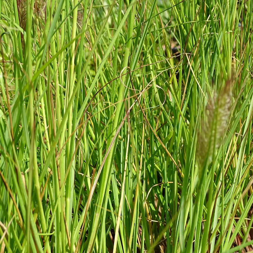 Pennisetum alopecuroïdes Cassian (Fogliame)