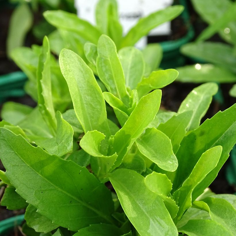 Physostegia virginiana Alba (Fogliame)