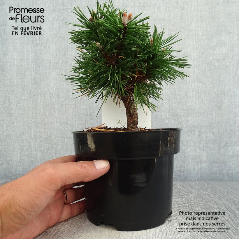 Esemplare di Pinus mugo Benjamin Vaso da 2L/3L come consegnato in autunno