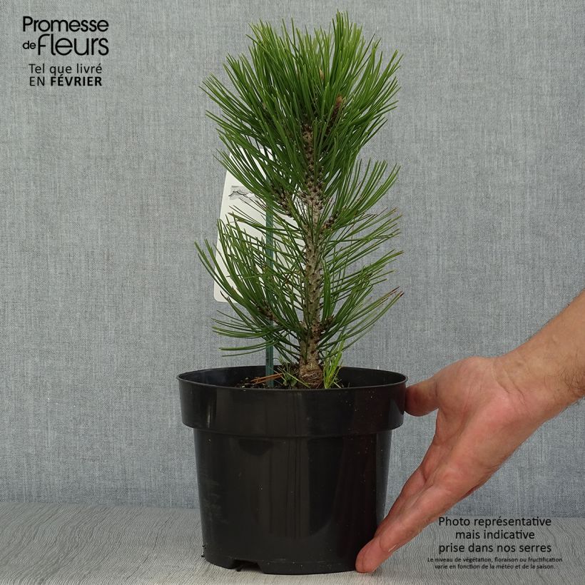 Esemplare di Pinus heldreichii Malinkii Vaso da 2L/3L come consegnato in autunno