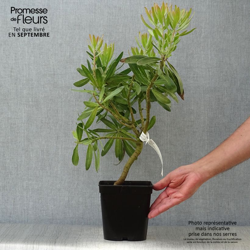 Esemplare di Protea Pink Ice Vaso da 4L/5L come consegnato in autunno
