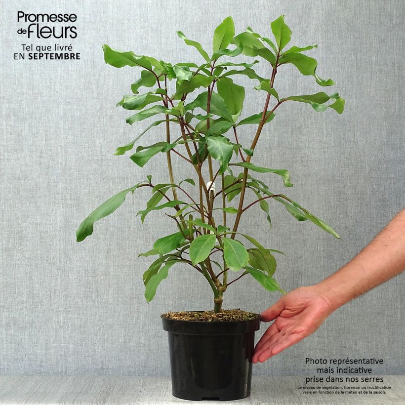 Esemplare di Pseudopanax laetus Vaso da 3L/4L come consegnato in autunno