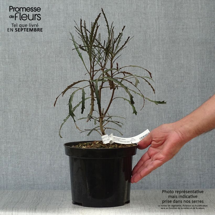 Esemplare di Pseudopanax Bronze Eagle Vaso da 3L/4L come consegnato in autunno