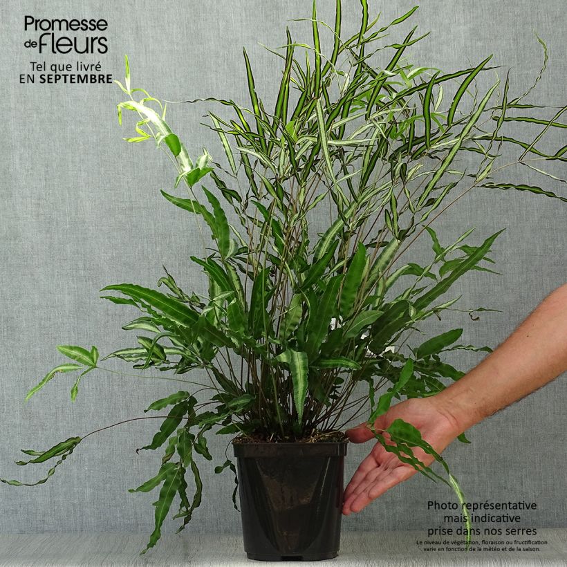Esemplare di Pteris nipponica Vaso da 3L/4L come consegnato in autunno