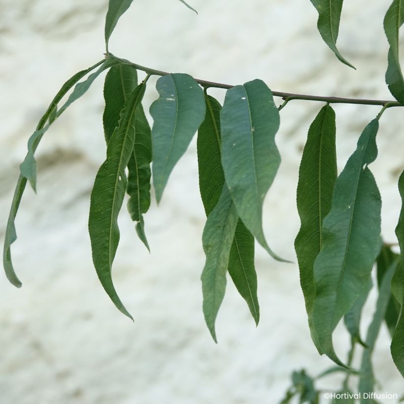Pesco della vigna Golden Caesar (Fogliame)
