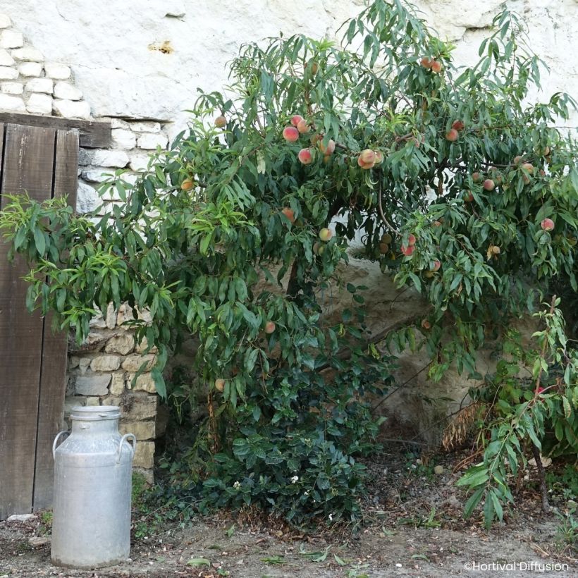 Pesco della vigna Golden Caesar (Porto)
