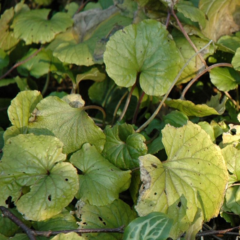 Pachyphragma macrophyllum (Fogliame)