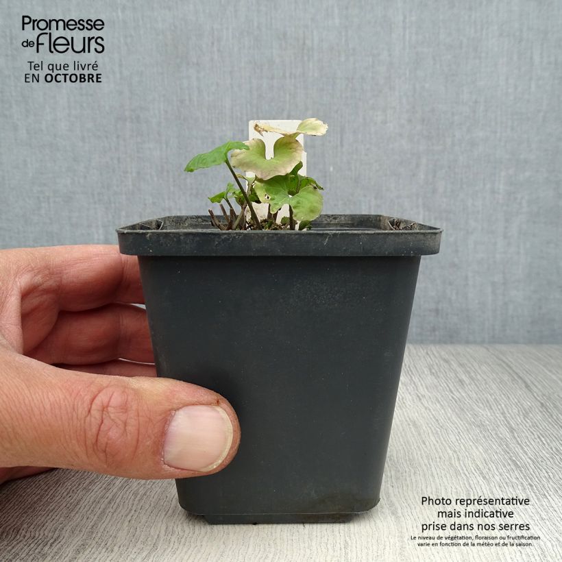 Esemplare di Pachyphragma macrophyllum Vasetto da 8/9 cm come consegnato in autunno