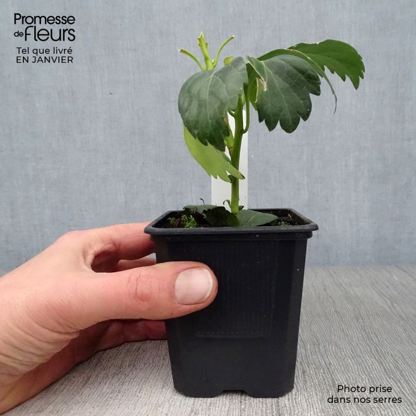 Pachysandra terminalis Green Carpet Vasetto da 8/9 cm esemplare consegnato in inverno