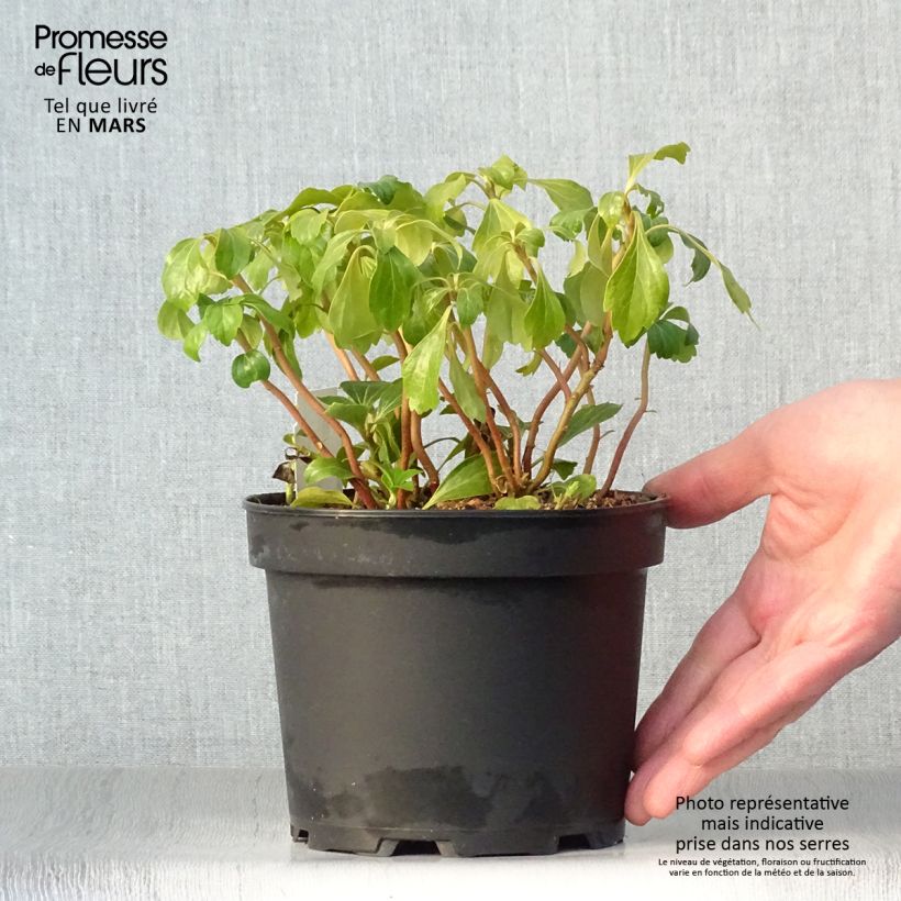 Pachysandra terminalis Green Sheen Vaso da 2L/3L esemplare consegnato in primavera