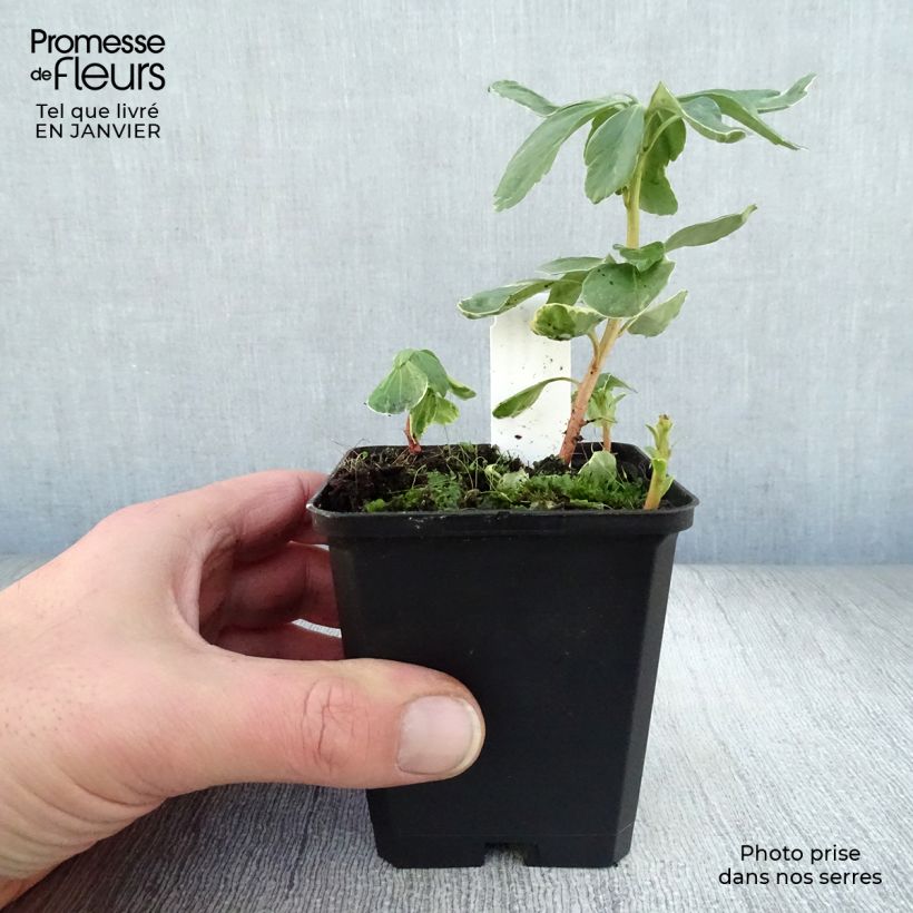 Pachysandra terminalis Variegata Vasetto da 8/9 cm esemplare consegnato in inverno