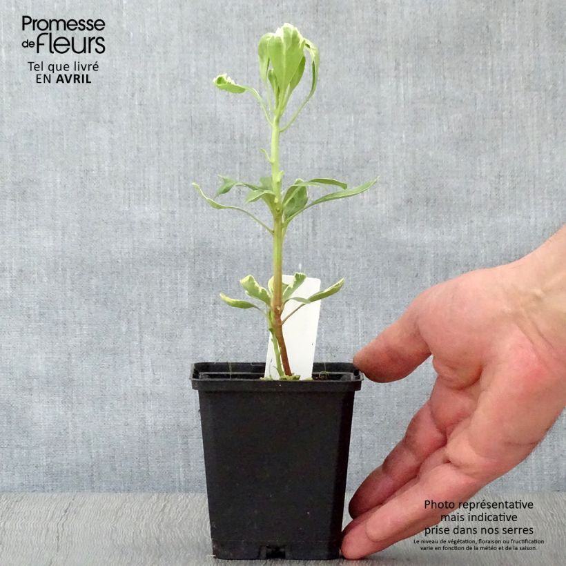 Pachysandra terminalis Variegata Vasetto da 8/9 cm esemplare consegnato in primavera