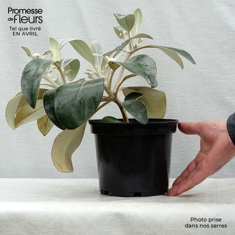 Pachystegia insignis Daizea Hardec Vaso da 2L/3L esemplare consegnato in primavera