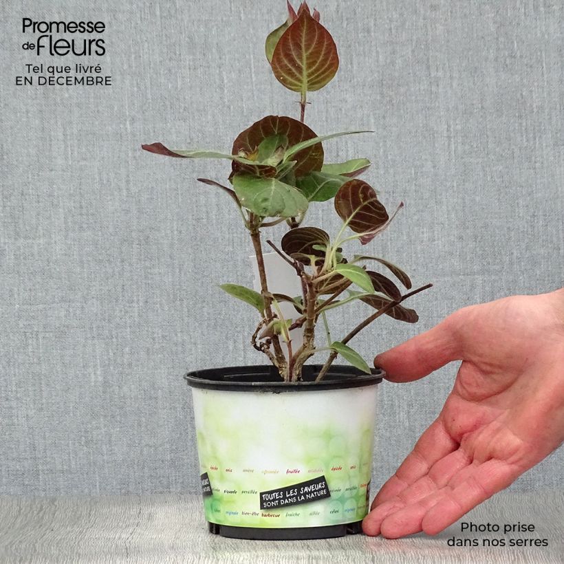 Paederia lanuginosa - Erba formaggio Vaso da 1L/1,5L esemplare consegnato in inverno