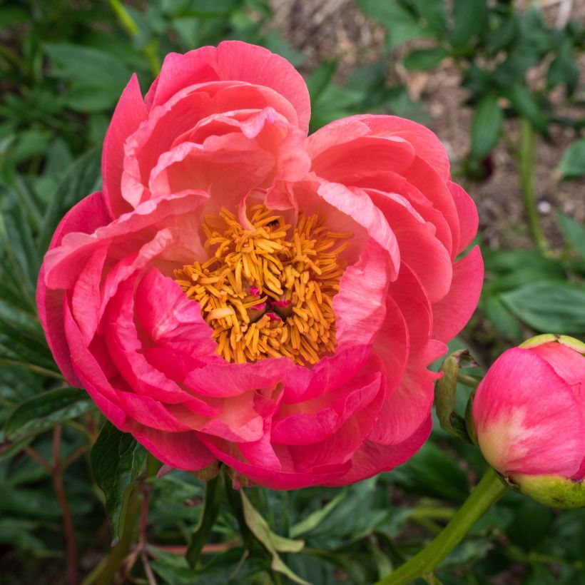 Peonia erbacea Coral Charm (Fioritura)