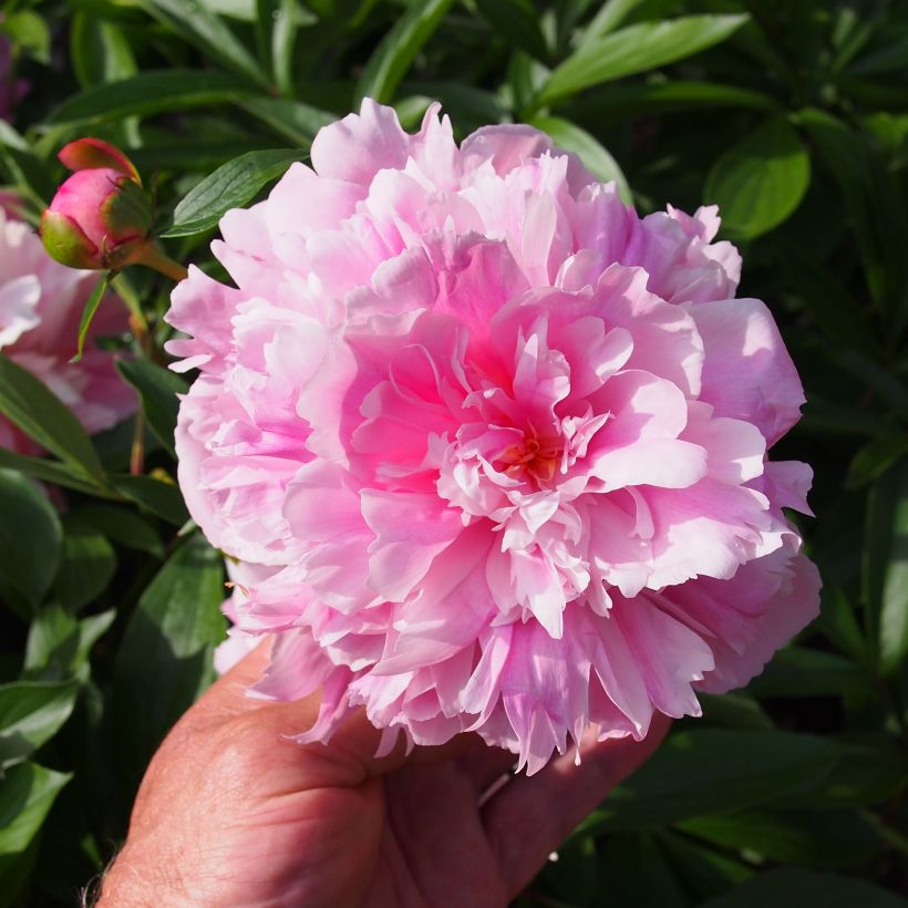 Peonia erbacea Edulis Superba (Fioritura)