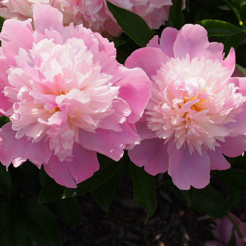 Peonia erbacea Monsieur Jules Elie (Fioritura)