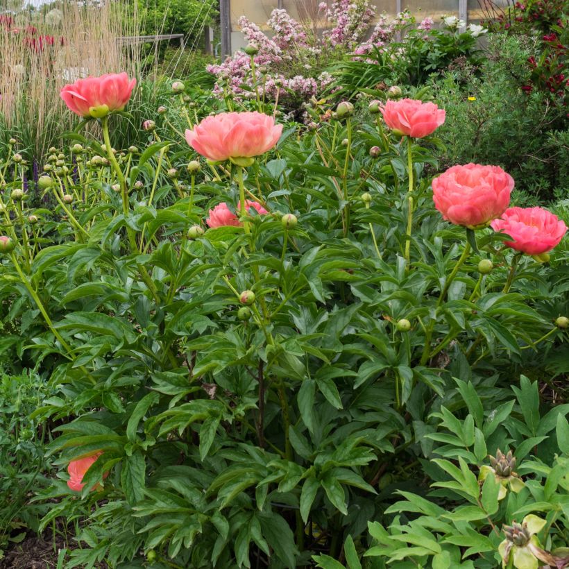 Peonia erbacea Pink Hawaiian Coral (Porto)