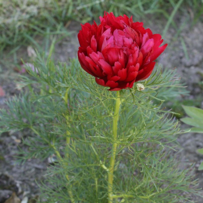 Paeonia tenuifolia Plena - Peonia erbacea (Fioritura)
