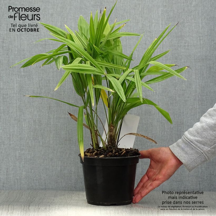 Esemplare di Trachycarpus fortunei - Palma di Fortune Vaso da 2L/3L come consegnato in autunno