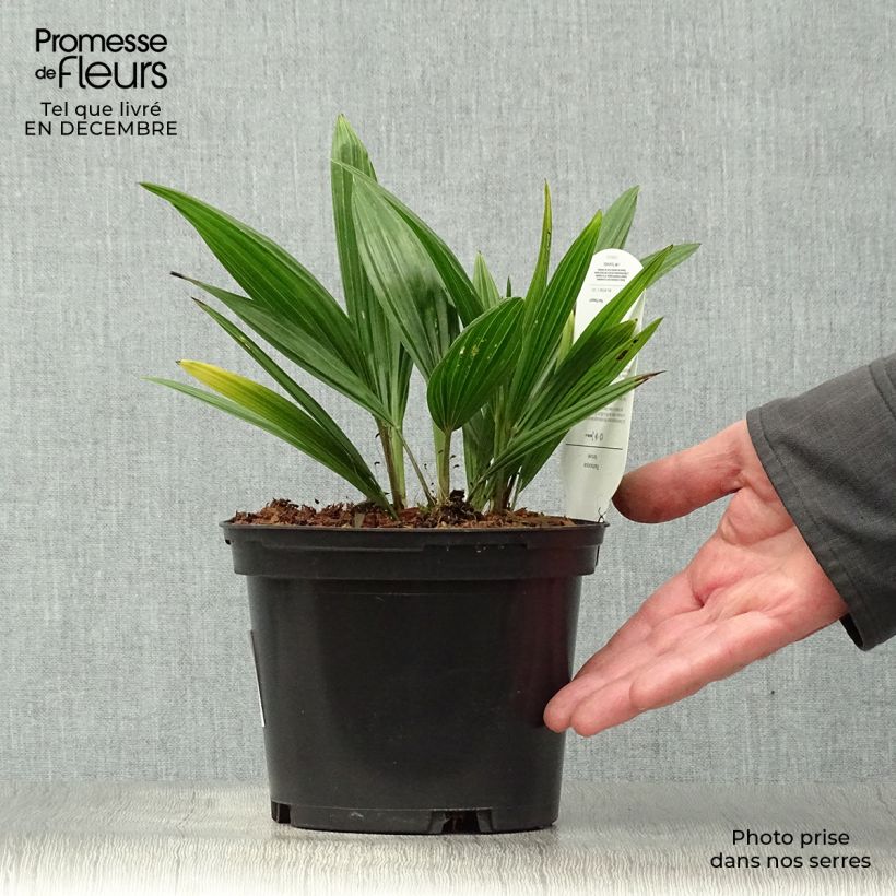 Trachycarpus fortunei - Palma di Fortune Vaso da 2L/3L esemplare consegnato in inverno