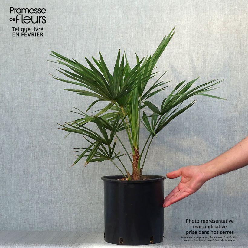 Esemplare di Trachycarpus fortunei - Palma di Fortune Vaso da 6L/7L come consegnato in autunno
