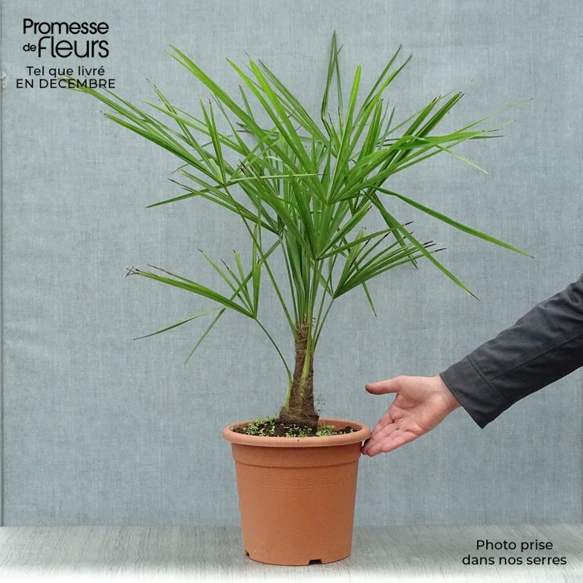 Trachycarpus fortunei - Palma di Fortune Vaso da 6L/7L esemplare consegnato in inverno