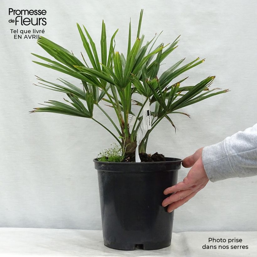 Trachycarpus fortunei - Palma di Fortune Vaso da 6L/7L esemplare consegnato in primavera