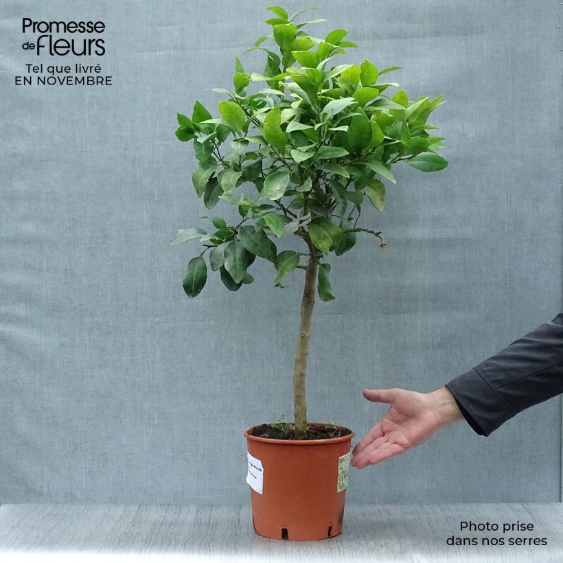Esemplare di Citrus x paradisi - Pompelmo Vaso da 4L/5L, Vaso impalcato basso come consegnato in autunno