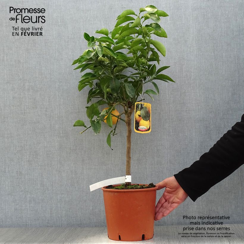 Citrus x paradisi - Pompelmo Vaso da 4L/5L, Vaso impalcato basso esemplare consegnato in inverno