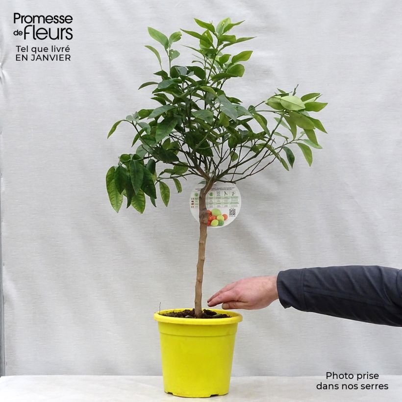 Citrus maxima - Pomelo Vaso da 3L/4L, Vaso impalcato basso esemplare consegnato in inverno