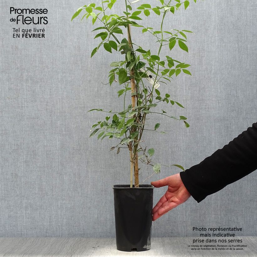 Pandorea jasminoïdes Alba Vaso da 2L/3L esemplare consegnato in inverno