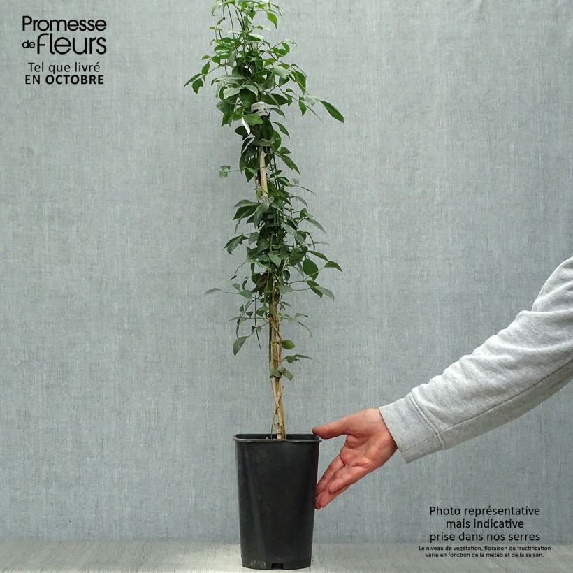 Esemplare di Pandorea jasminoïdes Rosea Vaso da 2L/3L come consegnato in autunno