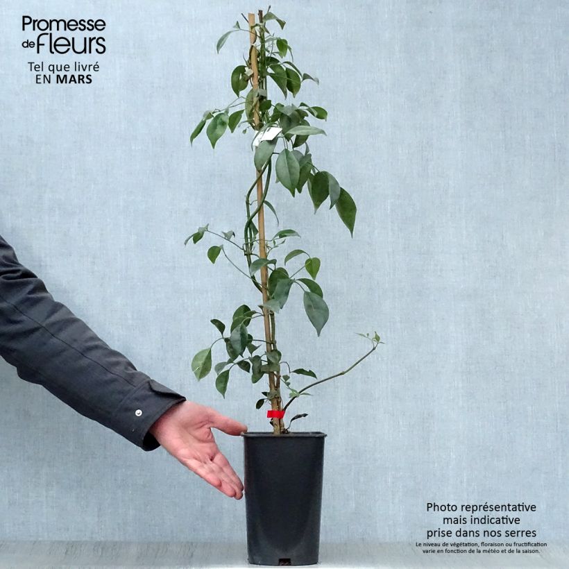 Pandorea jasminoïdes Rosea Vaso da 2L/3L esemplare consegnato in primavera