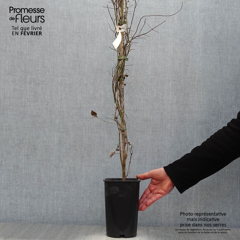 Pandorea jasminoïdes Rosea Vaso da 2L/3L esemplare consegnato in inverno