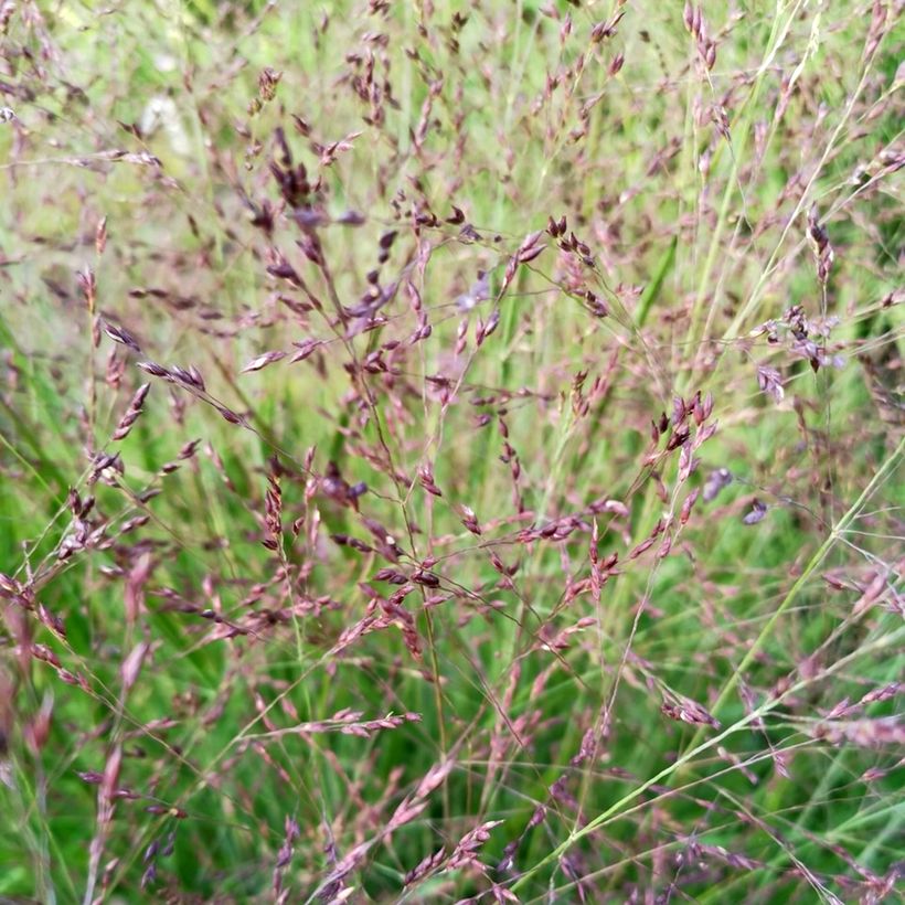 Panicum virgatum Purple Tears - Panico verga (Fioritura)