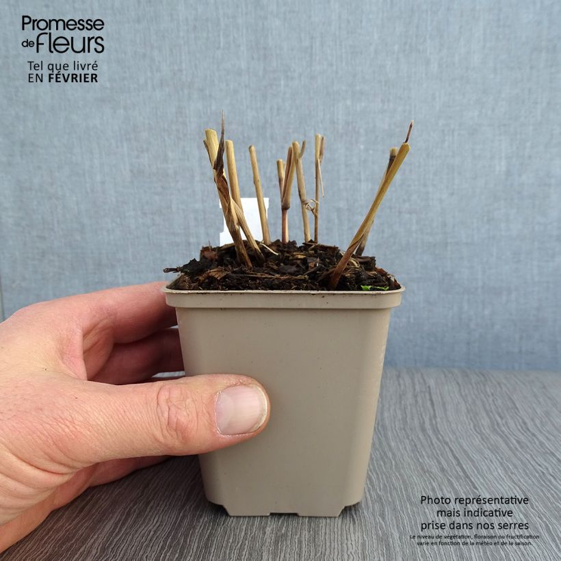 Panicum virgatum Blue Darkness Vasetto da 8/9 cm esemplare consegnato in inverno