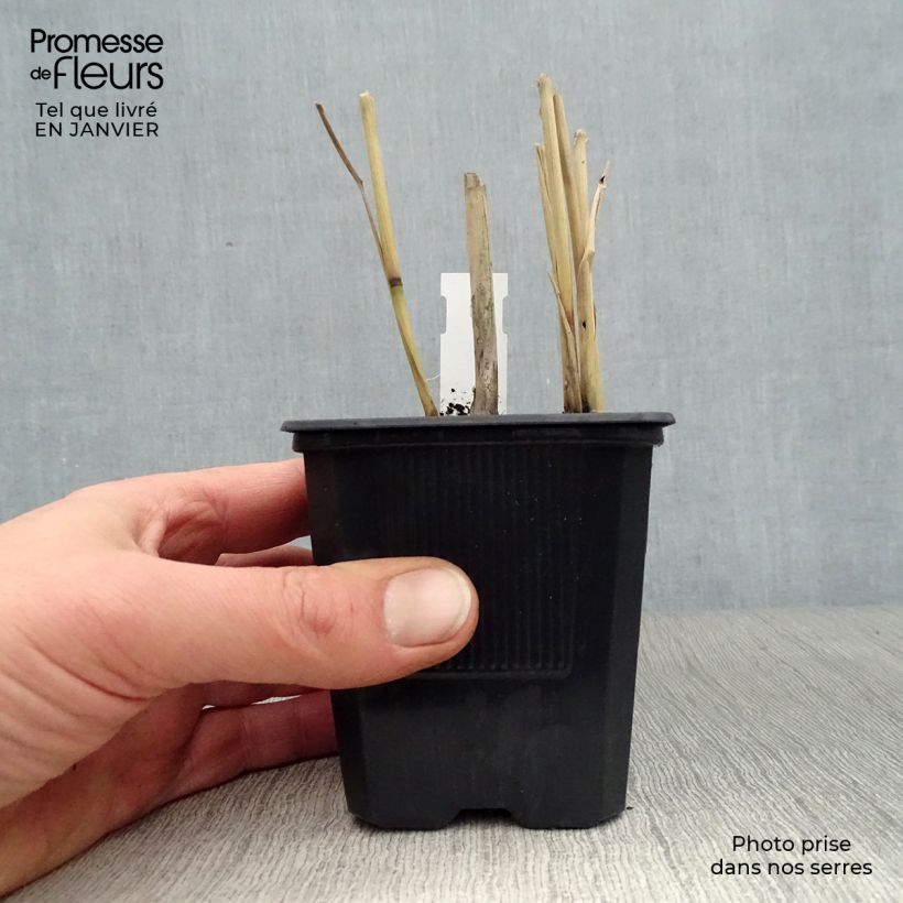 Panicum virgatum Dallas Blues Vasetto da 8/9 cm esemplare consegnato in inverno