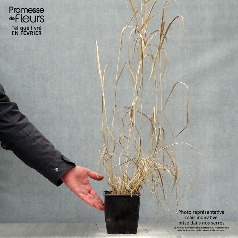 Panicum virgatum Dallas Blues Vaso da 2L/3L esemplare consegnato in inverno