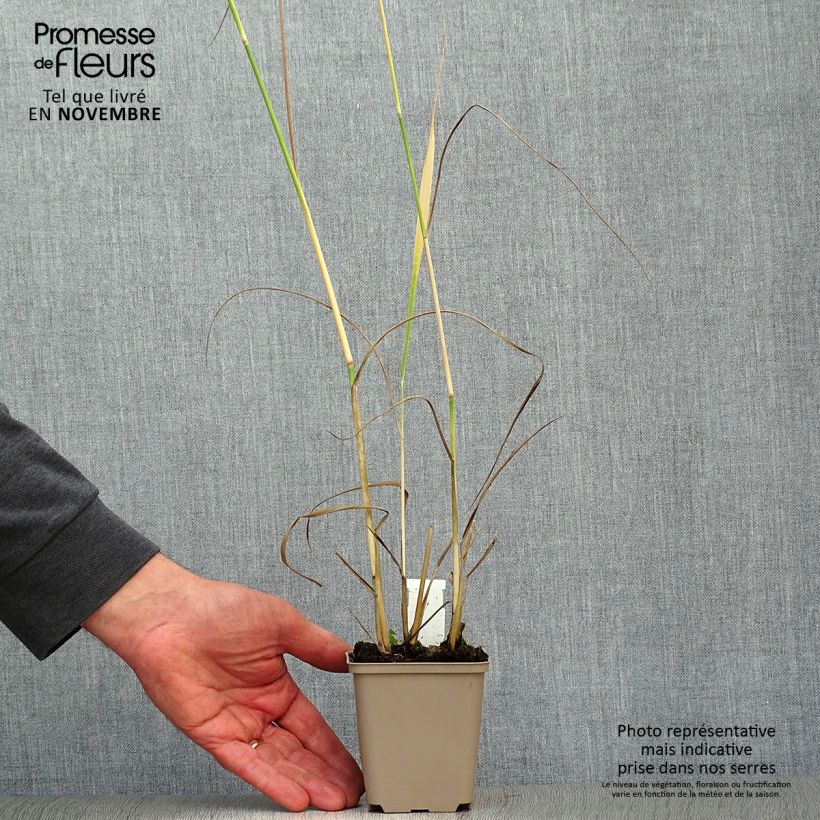 Esemplare di Panicum virgatum Heavy Metal Vasetto da 8/9 cm come consegnato in autunno