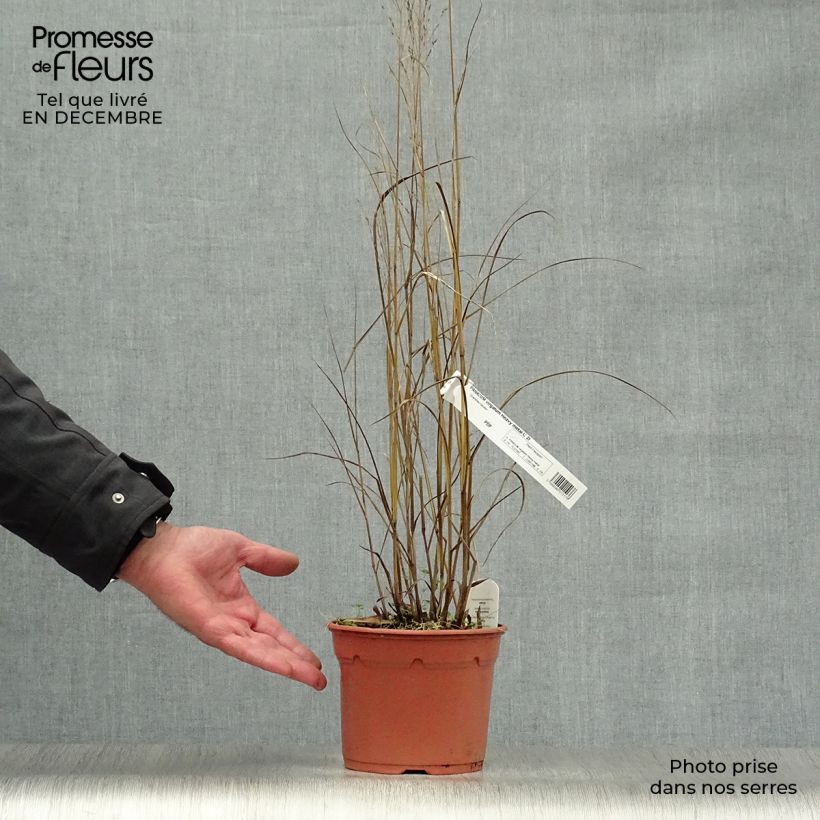 Panicum virgatum Heavy Metal Vaso da 2L/3L esemplare consegnato in inverno